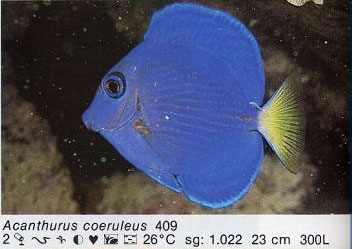 Acanthurus coeruleus